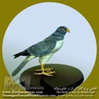 سنقر گندم زار